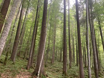View of trees in forest