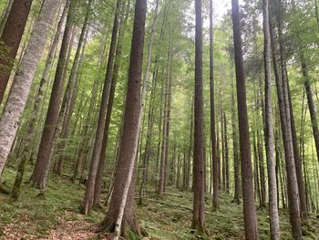 View of trees in forest