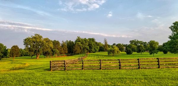 Scenic view of trees on field against sky