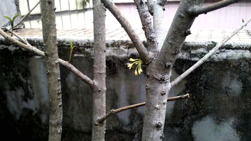 fence