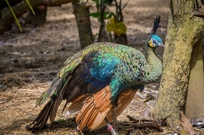 Peacock perching on a bird