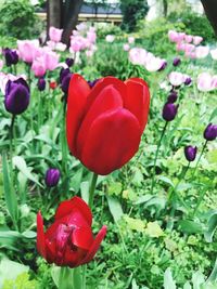 Close-up of red poppies blooming outdoors