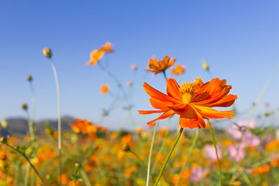 Close-up of orange cosmos flower on field against sky