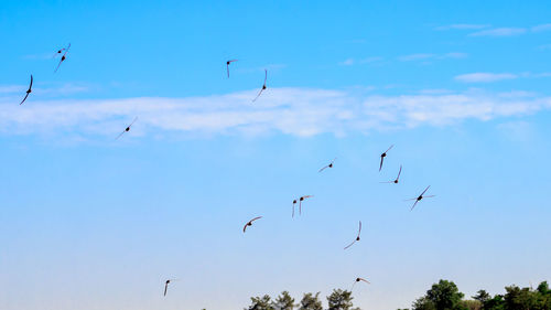 Low angle view of birds flying in sky