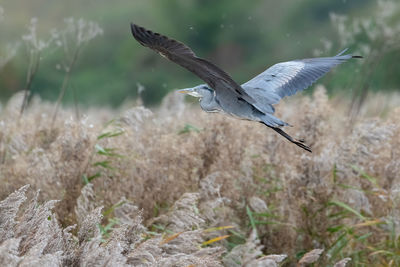 High angle view of gray heron flying over land