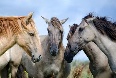 Midsection of four horses facing each other