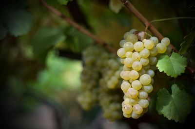 Close-up of grapes growing in vineyard