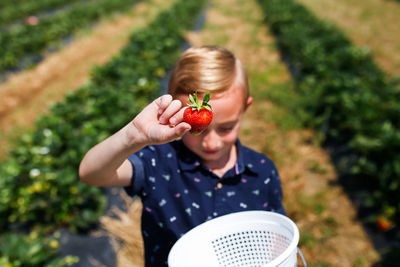 High angle view of boy holding strawberry