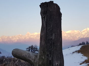 Close-up of tree against sky during winter