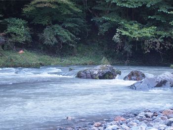 Scenic view of waterfall in forest