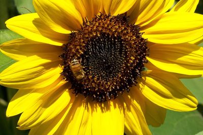 Close-up of sunflower blooming outdoors