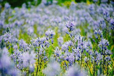 Close-up of purple flowers