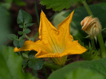Close-up of yellow flowering plant leaves