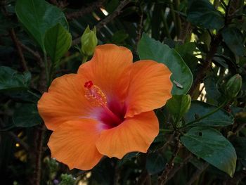 Close-up of orange flower