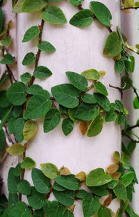 Close-up of ivy growing on potted plant