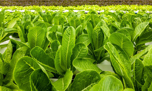 Close-up of corn growing on field