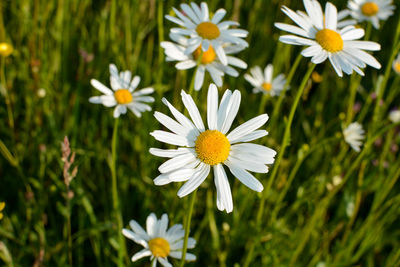 Daisies on a green meadow in nature