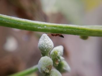 Close-up of plant