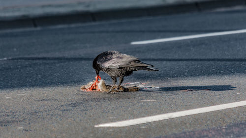 Crow eating on dead animal on road