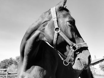 Close-up of horse in ranch against sky