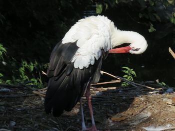 Close-up of bird perching outdoors