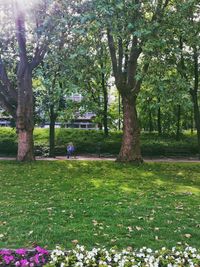 Trees in park