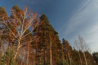 Low angle view of trees in forest against sky