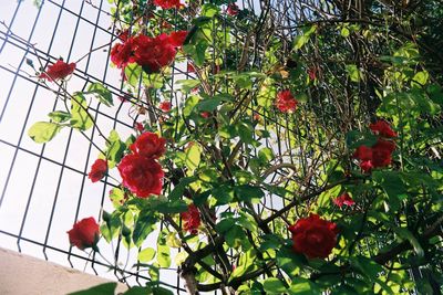 Low angle view of red rose on tree
