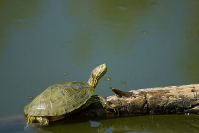 Close-up of turtle swimming in lake