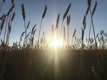 Scenic view of field against sky at sunset