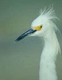 Close-up of a bird