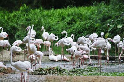 Flock of birds perching on riverbank