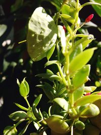 Close-up of green leaves