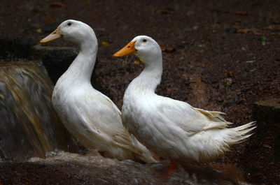 Couples of white duck play with water