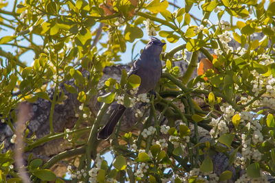 Bird perching on a tree