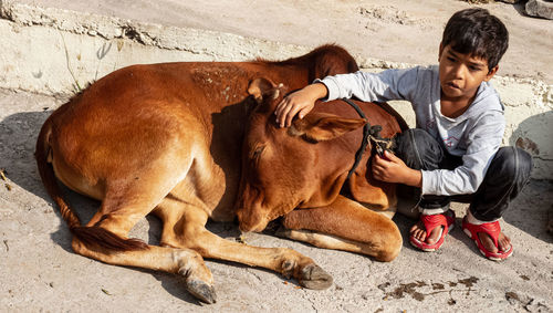 Full length of boy with calf on land