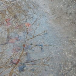 Trees in water