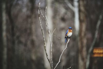 Bird perching on a tree