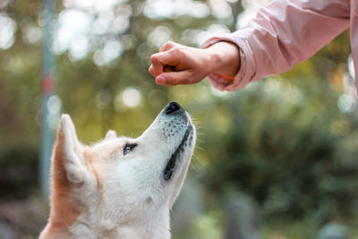 Close-up of hand holding dog