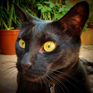 Close-up portrait of black cat