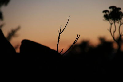 Close-up of silhouette plant against sky during sunset
