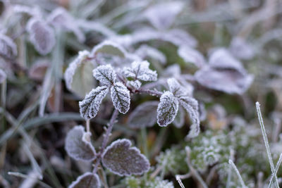 Close-up of frozen plant