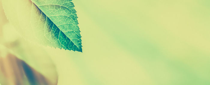 Close-up of green leaves