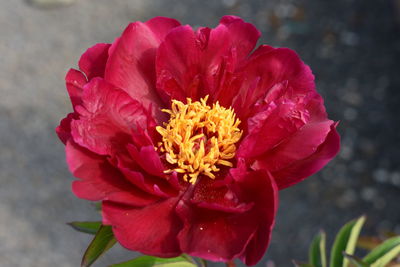 Close-up of pink rose flower