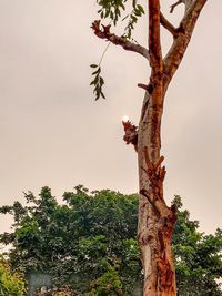 Low angle view of tree against sky