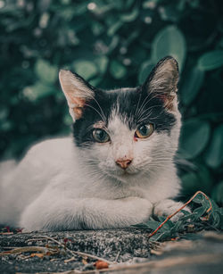 Portrait of cat relaxing outdoors