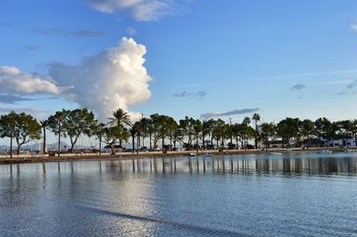 Palm trees by sea against sky. alcudia beach, mallorca, spain.
