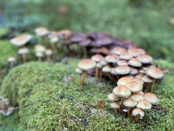 Close-up of mushrooms growing on field