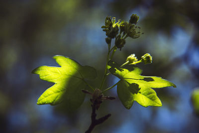 Close-up of green leaves on plant