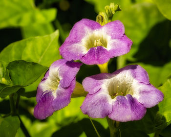 Close-up of purple flowering plant